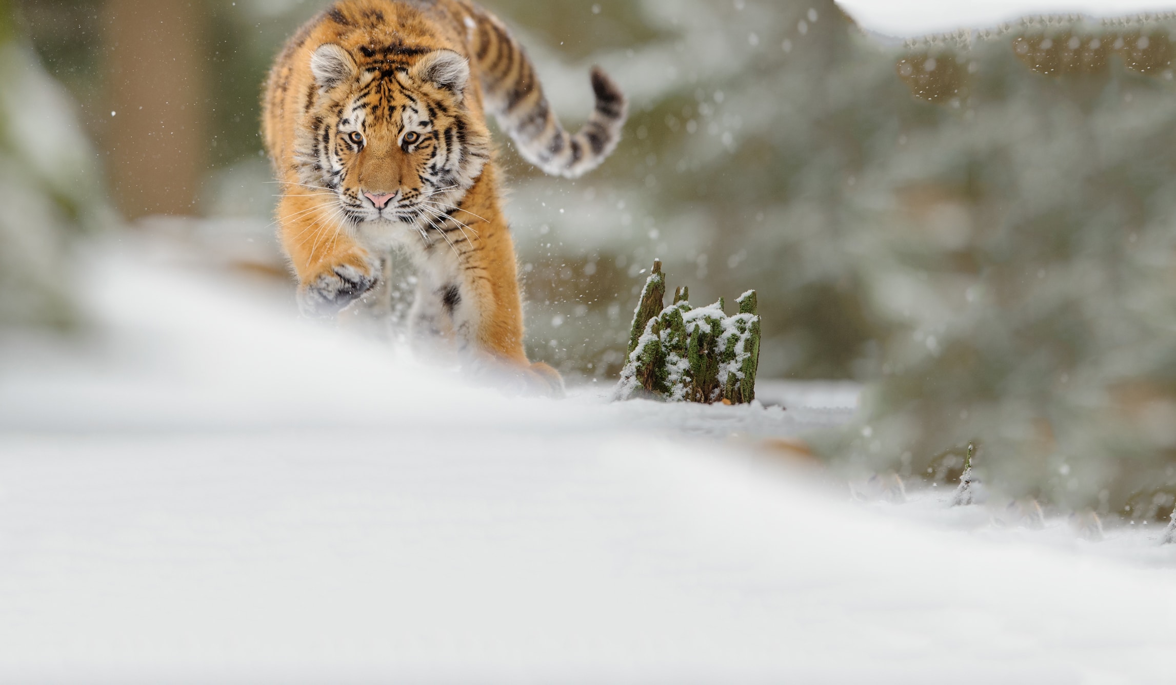  Webdesign Service Maastricht - bg968-1